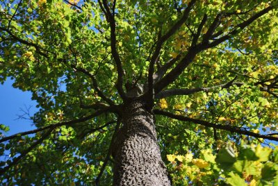 Acer platanoides 'Cucullatum' - javor mléčný (mléč) - kmen
